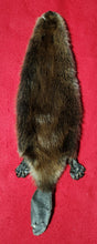 Load image into Gallery viewer, XS CASED Beaver - Taxidermy Quality - BVR1074
