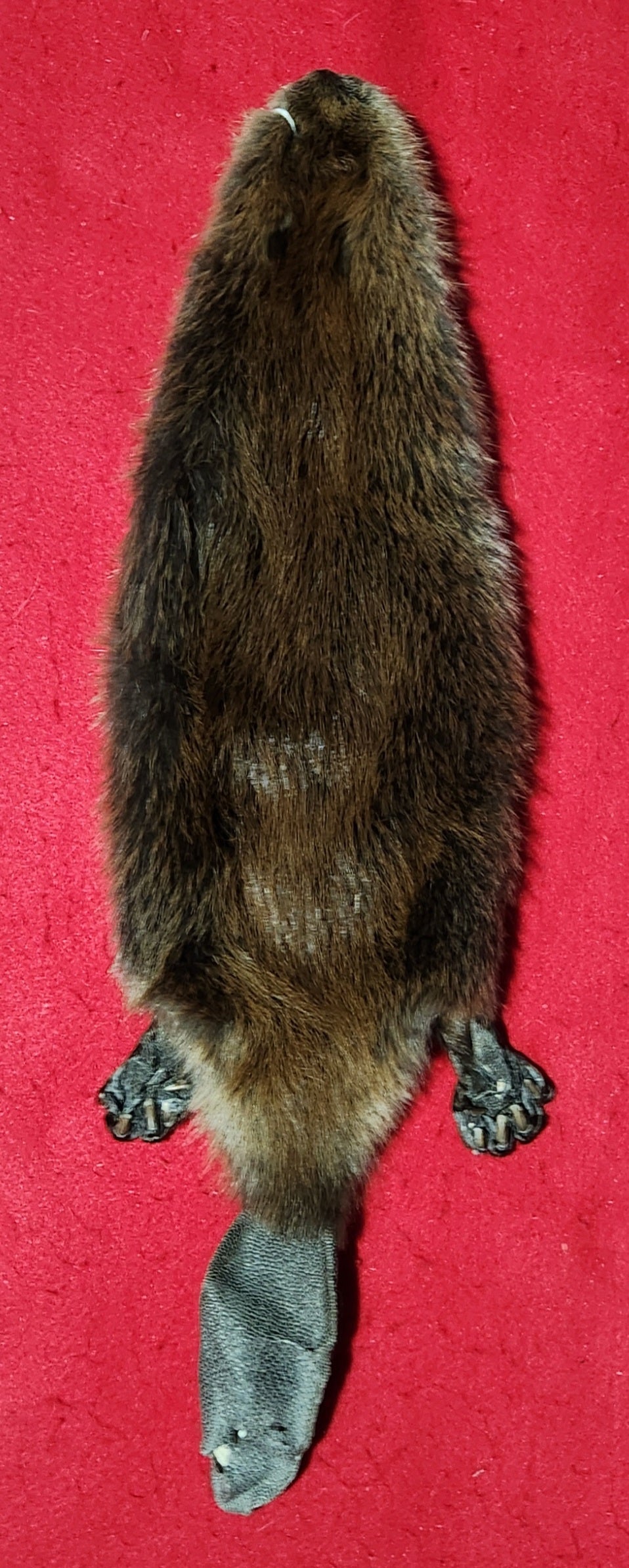 XS CASED Beaver - Taxidermy Quality - BVR1074