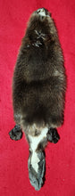 Load image into Gallery viewer, XS CASED Beaver - Taxidermy Quality - BVR1074
