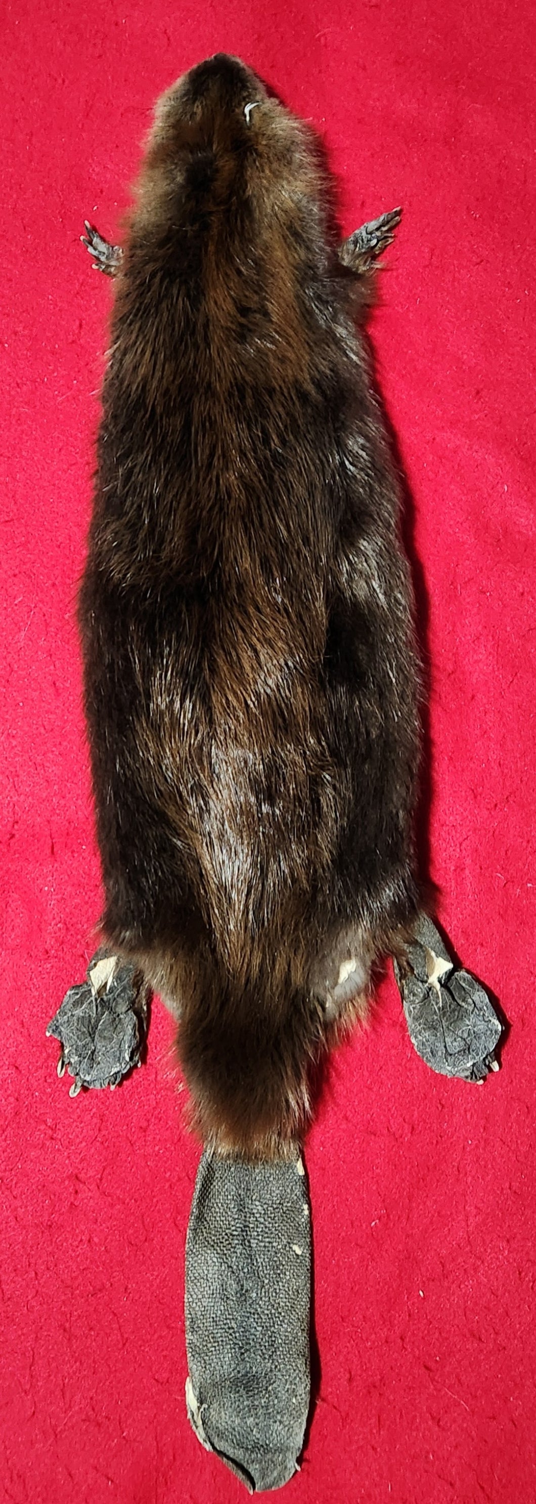 Medium CASED Beaver - Taxidermy Quality - BVR1047
