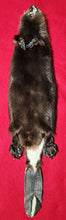 Load image into Gallery viewer, Medium CASED Beaver - Taxidermy Quality - BVR1047
