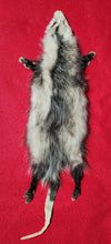 Load image into Gallery viewer, XL Opossum - HAS FEET AND CLAWS - OPO1003
