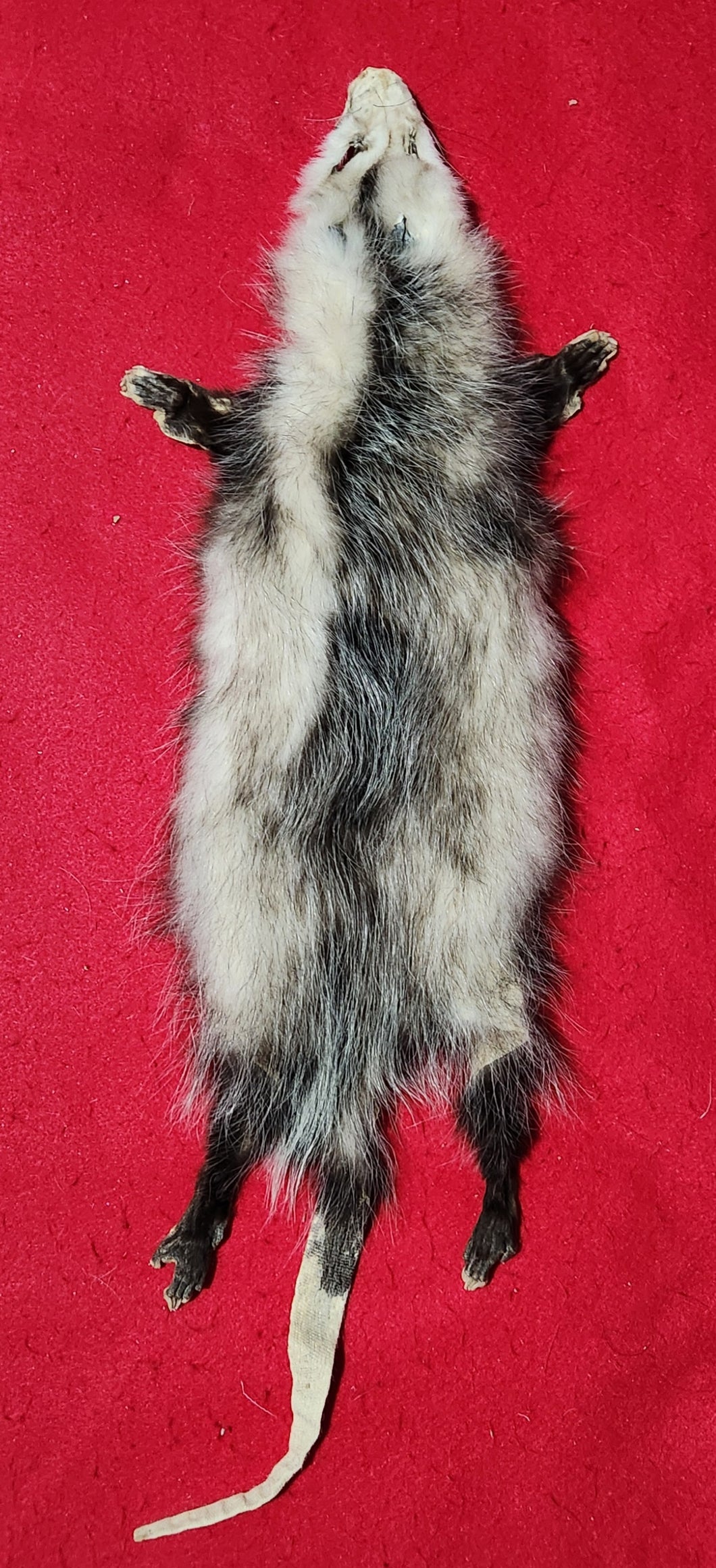 XL Opossum - HAS FEET AND CLAWS - OPO1003