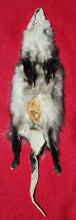 Load image into Gallery viewer, XL Opossum - HAS FEET AND CLAWS - OPO1003
