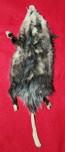 Load image into Gallery viewer, XXL Opossum - HAS FEET AND CLAWS - OPO1002
