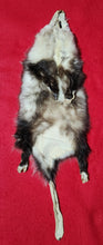 Load image into Gallery viewer, XXL Opossum - HAS FEET AND CLAWS - OPO1002
