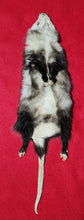 Load image into Gallery viewer, XL Opossum - HAS FEET AND CLAWS - OPO1001
