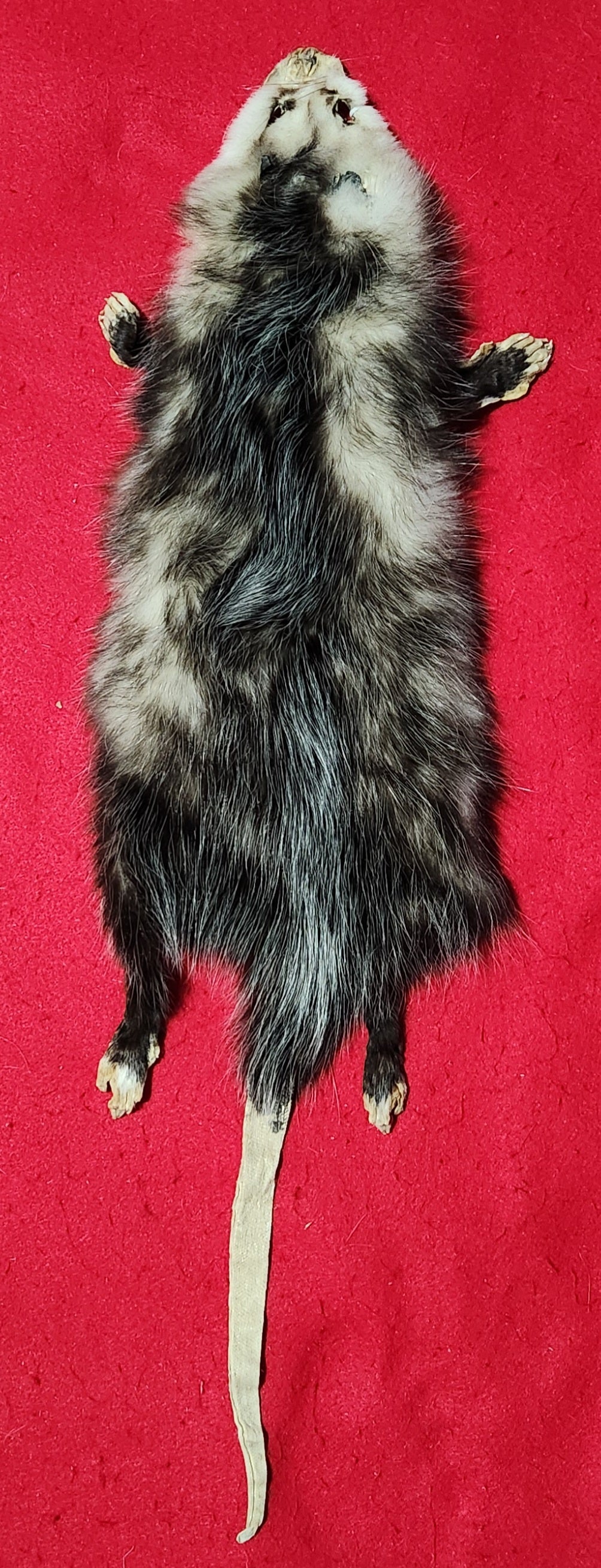 XL Opossum - HAS FEET AND CLAWS - OPO1001