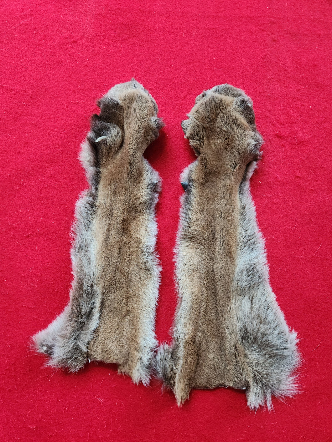 Mountain Lion Front Leg Skins w/ Feet & Claws - MTL1022D4