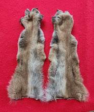 Load image into Gallery viewer, Mountain Lion Rear Leg Skins w/ Feet &amp; Claws - MTL1022D3
