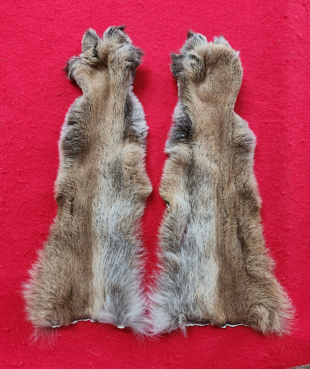 Mountain Lion Rear Leg Skins w/ Feet & Claws - MTL1022D3