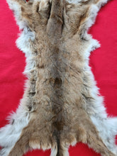 Load image into Gallery viewer, Idaho Tom Cougar Hide - Taxidermy Quality - MTL1019D
