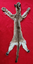 Load image into Gallery viewer, North Idaho Cougar Hide - Taxidermy Quality - MTL1018
