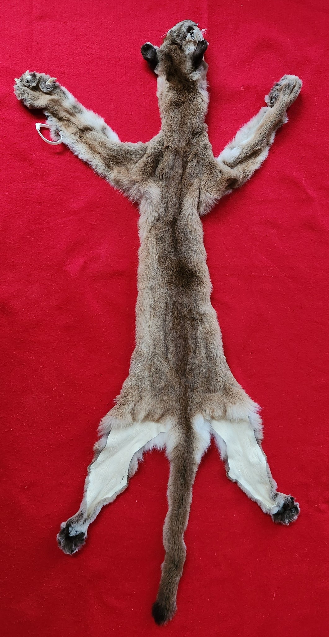 North Idaho Cougar Hide - Taxidermy Quality - MTL1018