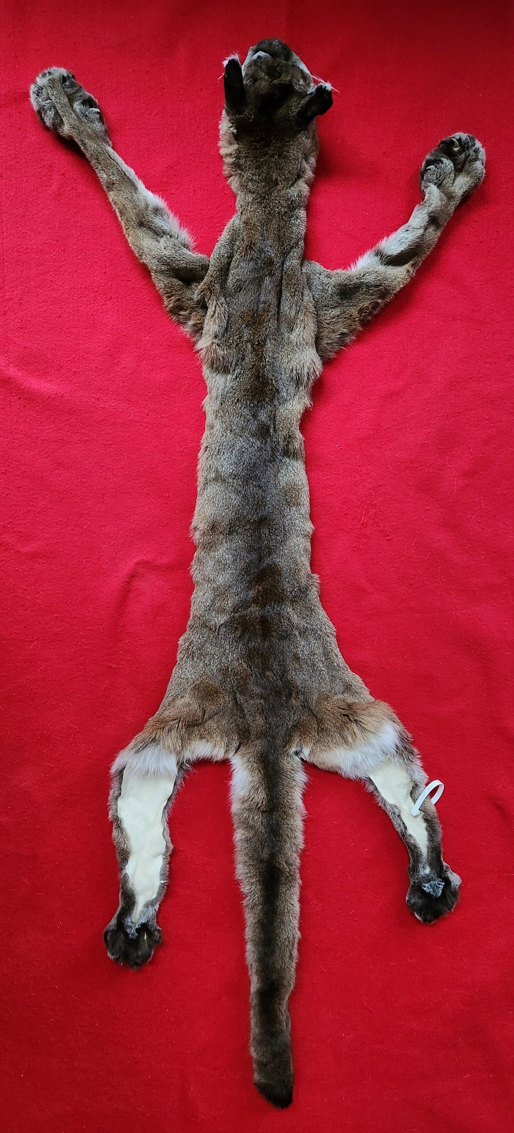 Idaho Tom Mountain Lion - Taxidermy Quality - MTL1019