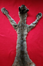 Load image into Gallery viewer, Idaho Tom Mountain Lion - Taxidermy Quality - MTL1019
