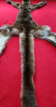 Load image into Gallery viewer, Idaho Tom Mountain Lion - Taxidermy Quality - MTL1019
