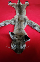 Load image into Gallery viewer, Idaho Tom Mountain Lion - Taxidermy Quality - MTL1019
