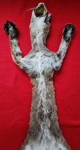 Load image into Gallery viewer, Idaho Tom Mountain Lion - Taxidermy Quality - MTL1019
