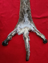 Load image into Gallery viewer, Idaho Tom Mountain Lion - Taxidermy Quality - MTL1019

