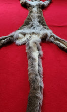 Load image into Gallery viewer, Idaho Tom Mountain Lion - Taxidermy Quality - MTL1019

