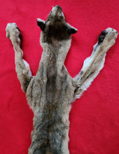 Load image into Gallery viewer, Idaho Tom Mountain Lion - HAS FEET - MTL1041
