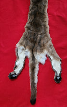 Load image into Gallery viewer, Idaho Tom Mountain Lion - HAS FEET - MTL1041
