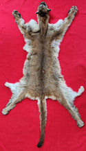 Load image into Gallery viewer, Idaho Cougar Hide - Taxidermy Quality - MTL1027
