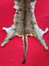 Load image into Gallery viewer, Idaho Cougar Hide - Taxidermy Quality - MTL1027
