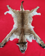 Load image into Gallery viewer, Idaho Cougar Hide - Taxidermy Quality - MTL1027
