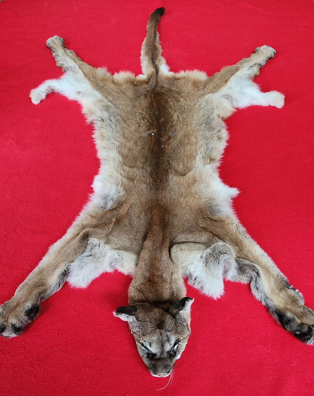 Idaho Cougar Hide - Taxidermy Quality - MTL1027