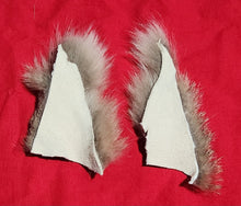 Load image into Gallery viewer, Mountain Lion Fur Pieces - Underside of Neck - MTL1055
