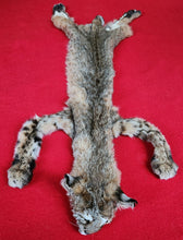 Load image into Gallery viewer, Idaho Bobcat - Taxidermy Quality - BCH1005
