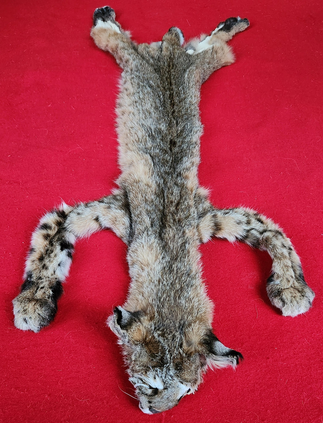 Idaho Bobcat - Taxidermy Quality - BCH1005