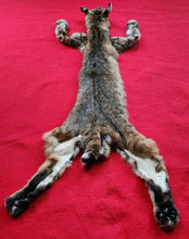 Load image into Gallery viewer, Idaho Bobcat - Taxidermy Quality - BCH1005
