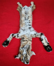 Load image into Gallery viewer, Idaho Bobcat - Taxidermy Quality - BCH1005
