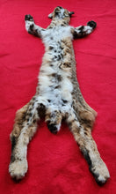 Load image into Gallery viewer, Idaho Bobcat - Taxidermy Quality - BCH1005
