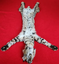 Load image into Gallery viewer, Idaho Bobcat - Taxidermy Quality - BCH1006
