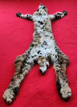 Load image into Gallery viewer, Idaho Bobcat - Taxidermy Quality - BCH1006
