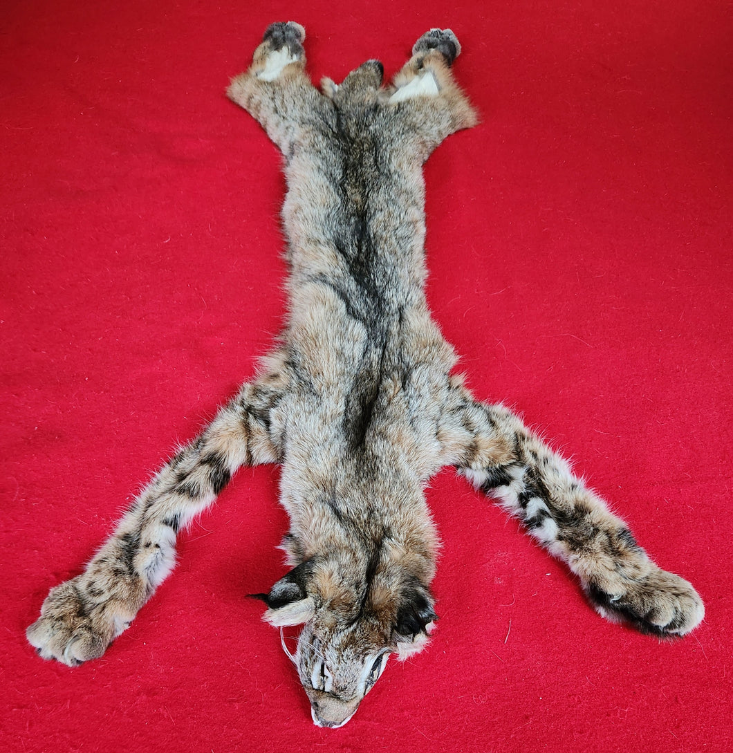 Idaho Tom Bobcat - Taxidermy Quality - BCH1007