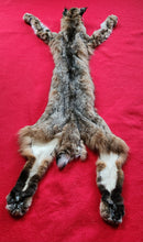 Load image into Gallery viewer, Idaho Tom Bobcat - Taxidermy Quality - BCH1007
