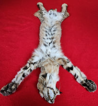 Load image into Gallery viewer, Idaho Tom Bobcat - Taxidermy Quality - BCH1007
