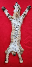 Load image into Gallery viewer, Idaho Tom Bobcat - Taxidermy Quality - BCH1007
