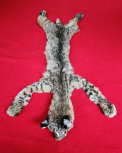 Load image into Gallery viewer, Idaho Tom Bobcat - Taxidermy Quality - BCH1008
