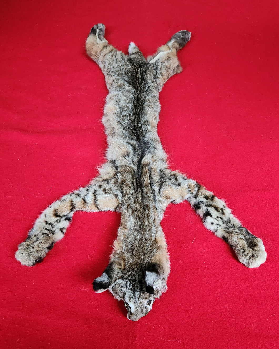 Idaho Tom Bobcat - Taxidermy Quality - BCH1008