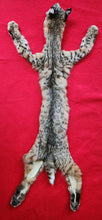 Load image into Gallery viewer, Idaho Tom Bobcat - Taxidermy Quality - BCH1008
