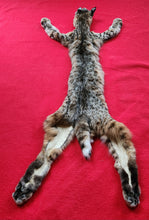 Load image into Gallery viewer, Idaho Tom Bobcat - Taxidermy Quality - BCH1008
