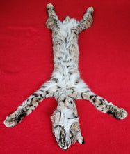 Load image into Gallery viewer, Idaho Tom Bobcat - Taxidermy Quality - BCH1008
