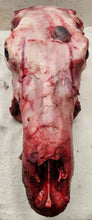 Load image into Gallery viewer, Growth From Cow Elk - Wet Specimen
