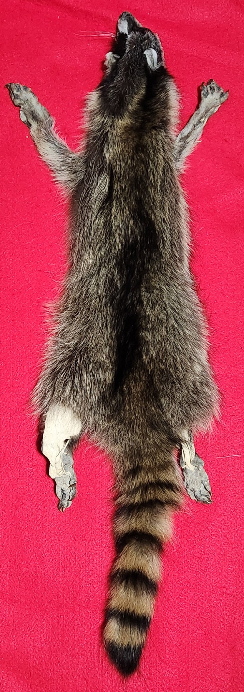 LM Idaho Raccoon - Taxidermy Quality - RAC1009